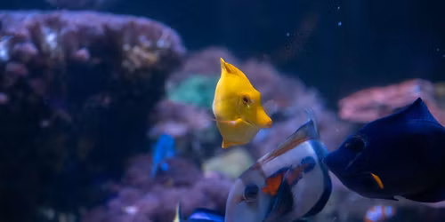 SFZA Conservation Series: World Ocean Day