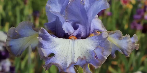 Northern Utah Iris Society Flower Show