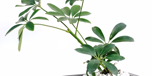 Spring Bonsai Tree Class