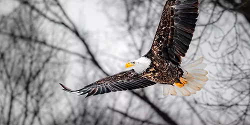 Through the Lens: Bald Eagle Photography with Matthew Klein | Eagle Watch Weekend