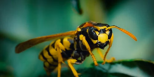 Homeschool Wednesday: Wasps