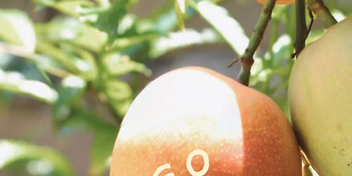 Mango Tasting