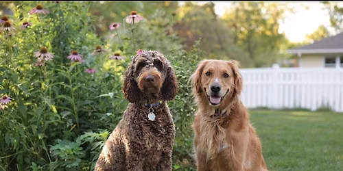 Lectures and Libations: Dogs Living in a Human-Centric World