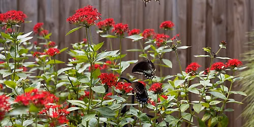 Gardening on Mars: a Florida-Friendly Survival Guide @ Rotary Park