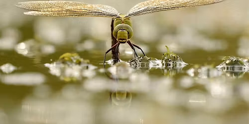 Stow Maries: Family Nature Day