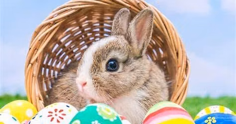 Easter Themed Weekend, Fathers Day weekend and SCHOOLS OUT! 
