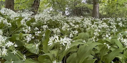 Buckinghamshire Wild Food Foraging Walk\/Course