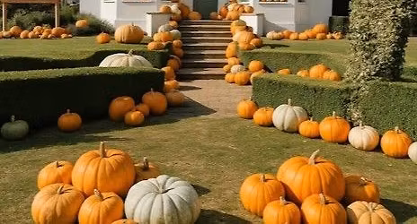 Tewinbury Pumpkin Patch