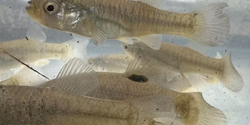 Exploring Marine Life in the Gowanus Canal