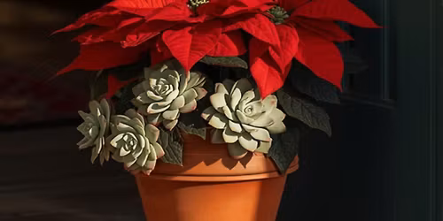 Make & Mingle: Succulent Poinsettia Planter