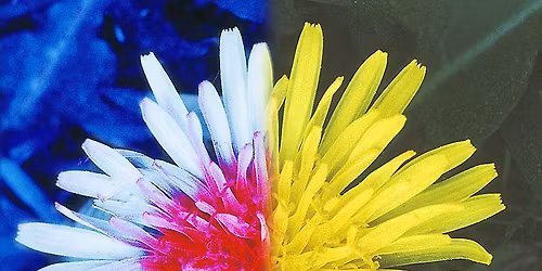 Bug Eyes: The Invisible Spectrum