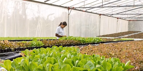 Learn Hydroponic, Microgreens Farming with Hands-On Training in Bangalore