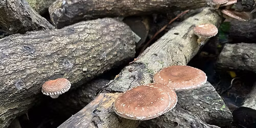Growing Mushrooms Outdoors