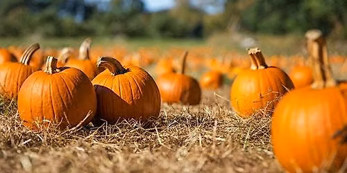 Pumpkin Patch Date