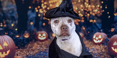Halloween Pet Portraits & Pawty - Barkside Detroit