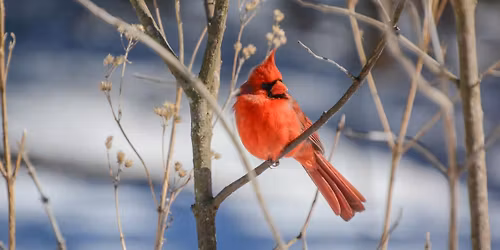 Nature Detectives: Winter Adaptations