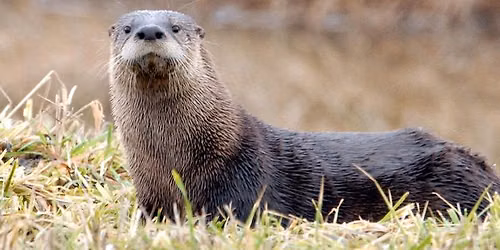 Wildlife Wonderings -- the North American River Otter