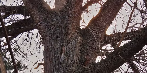 Mike Rouw the Big Tree Hunter at EB Lyons