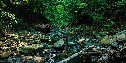 Forest Bathing at the Garden