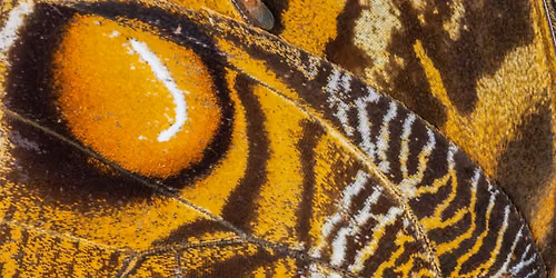 Macrophotography in the Butterfly Pavilion