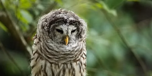 Brainy Birds: Fall