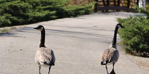 Storybook Walk for November: Lights Out: A Movement to help Migrating Birds