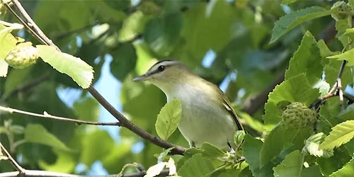 Birding Klingle Valley Trail