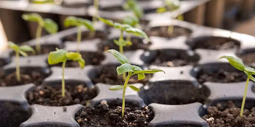 Seedling Workshop with Heather Giles