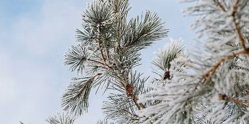 Winter Wildlife Tree Decorating