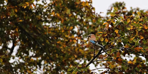 Autumn Bird Walk