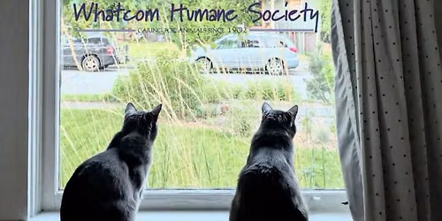 Whatcom Humane Society Kitty City Tour - a walking tour celebrating all things cats!