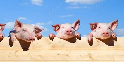 HOG Trough Christmas