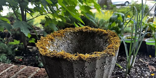 Hypertufa Pot Workshop