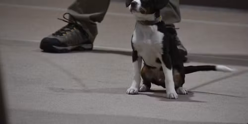 Beginner Dog Class (ages 6 months and older) January- March 2026