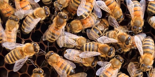 ABC Christmas Dinner