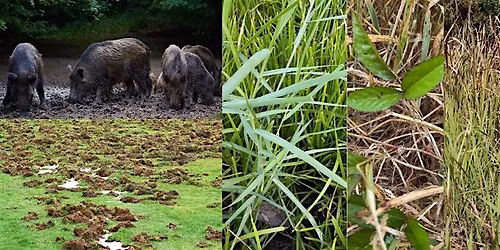 Invasive Hogs and Landscape W**d Management