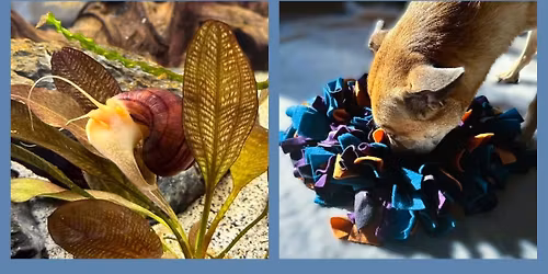 \ud83d\udc0c Snailtastic Pets at Micisowin Farmers Market \ud83d\udc36\ud83d\udc31