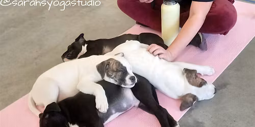 Puppy Yoga at Larks Entertainment - KC with Sarah's Yoga Studio