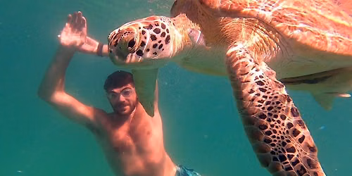 Snorkel & Swim With Turtles \u2013 Buck Island & Water Island Shared Boat Charter