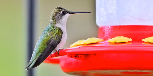 Wee Wonders: Hummingbirds @ Sand Ridge Nature Center