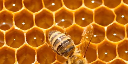 Beekeeping: It's not All Wax and Honey
