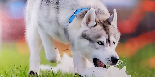 Siberian Husky Club of Greater Cleveland FAST CAT 2026          ⭐️ ALL BREED⭐️