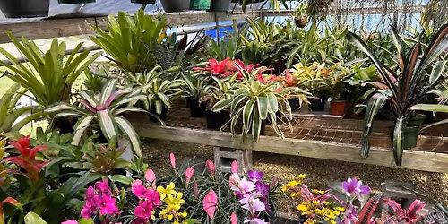 Bromeliad Pop-up Sale