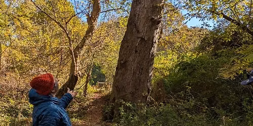 Tree Tour: Beneath the Herbert Taylor Park Canopy - Atlanta's Living History