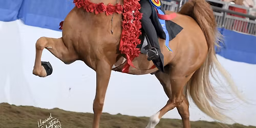 2026 UPHA American Royal National Championship Horse Show