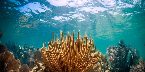 15th Annual Reef Cleanup After Party with FOFR at Cove Brewery