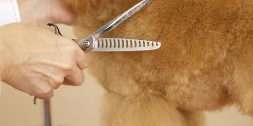 \u7b2c9\u56de\u30bb\u30ab\u30a4\u30ccMG in\u5927\u962a