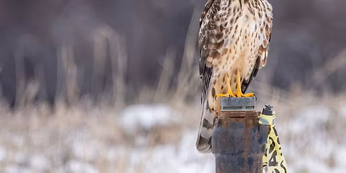 Historical Changes in Bird Populations in the Lower Columbia Basin