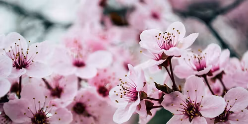 Iaedp South Florida Spring 2026 CE Event (3 CEs)