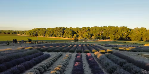 Lakeside Lavender Festival 2026